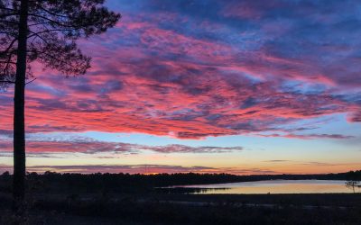 reserve-arjuzanx-LANDES-nov2023-WEB-400x250 accueil