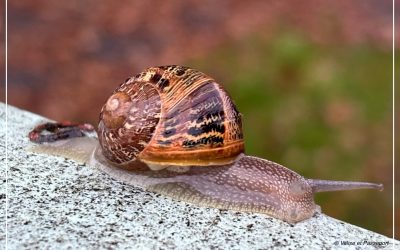 valise-et-passeport-escargot-web-400x250 accueil
