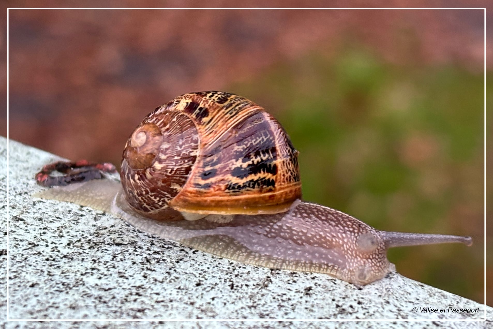 valise-et-passeport-escargot-web accueil